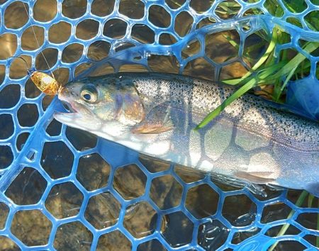 たまには数釣りを ～高島の泉～
